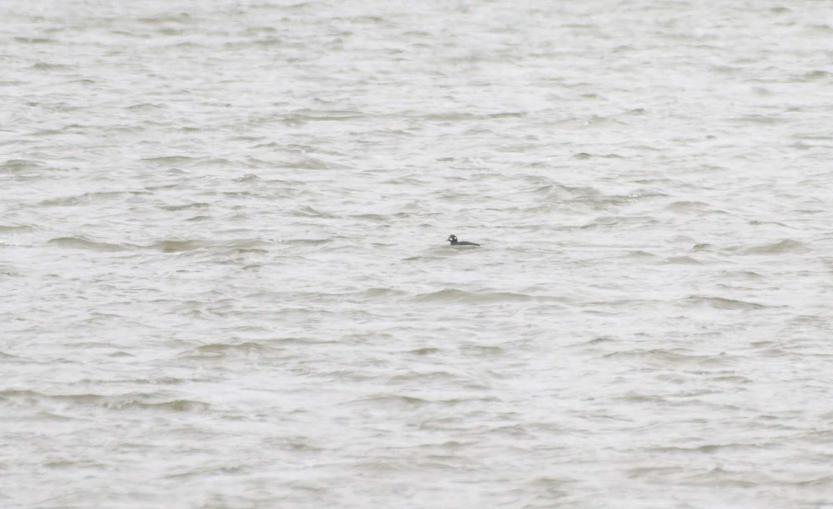 Harlequin Duck - ML645297981