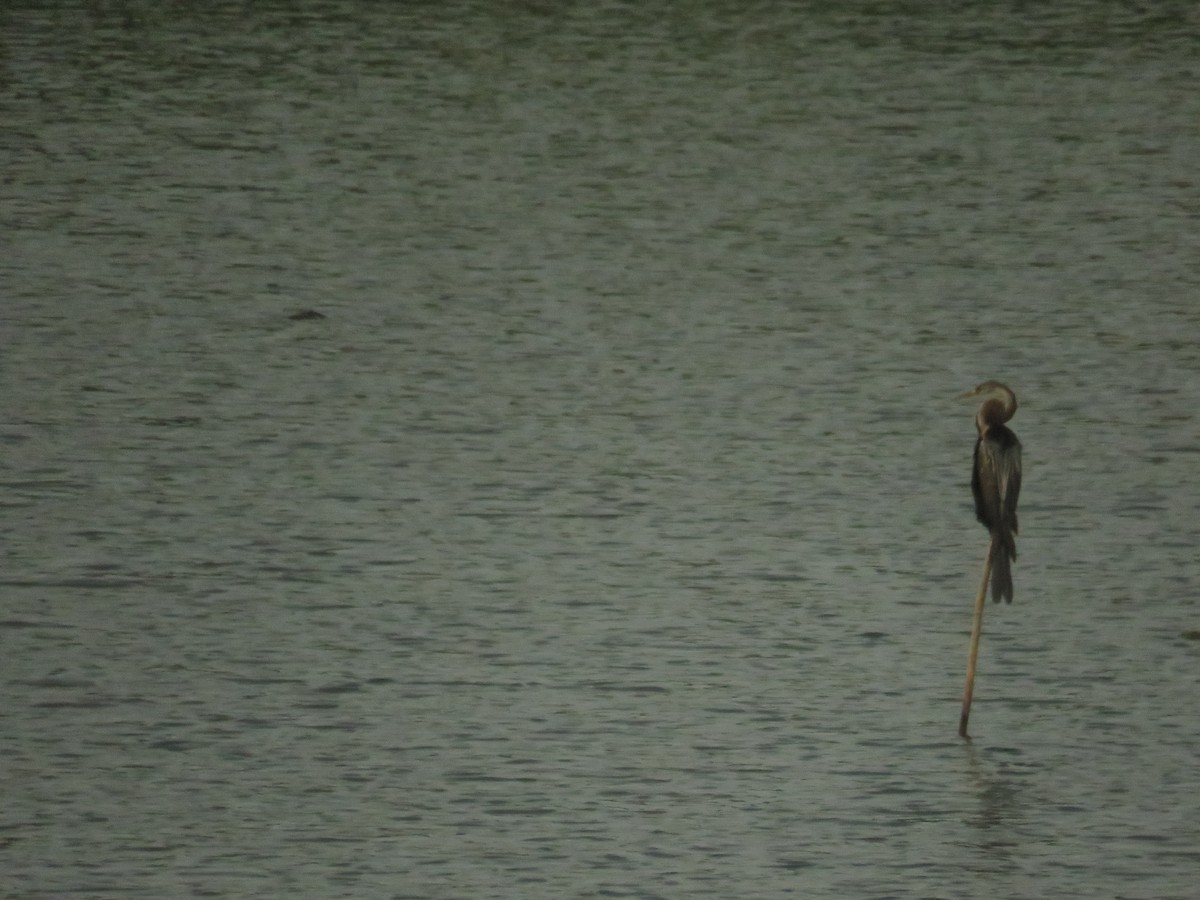 Oriental Darter - ML645297990