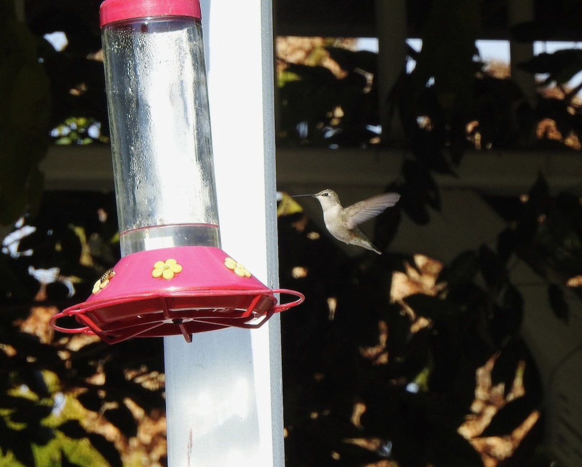 Black-chinned Hummingbird - ML645297997