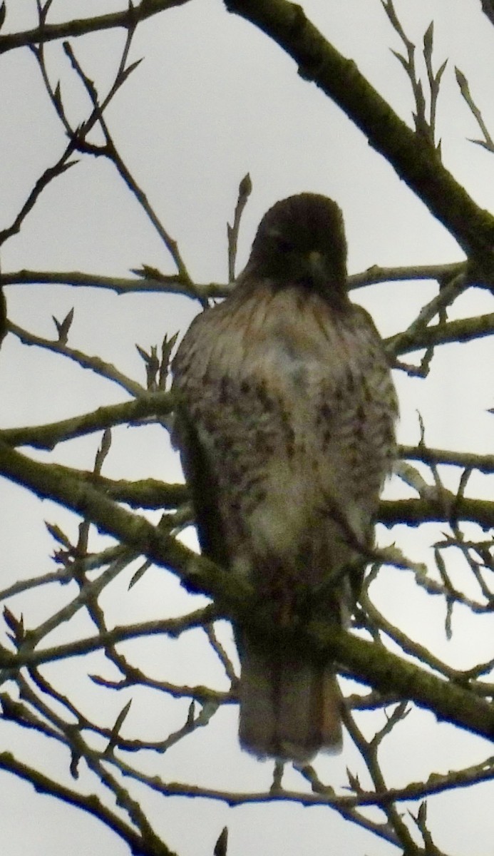 Red-tailed Hawk - ML645297999