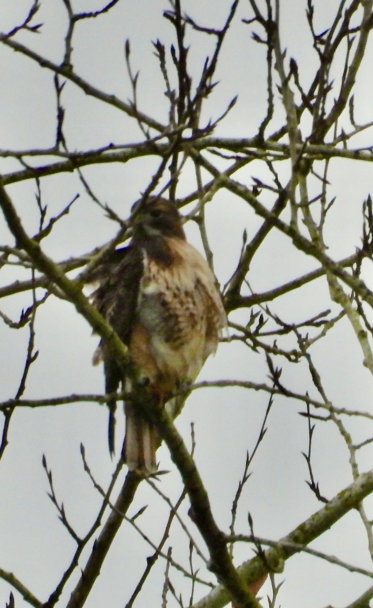 Red-tailed Hawk - ML645298000