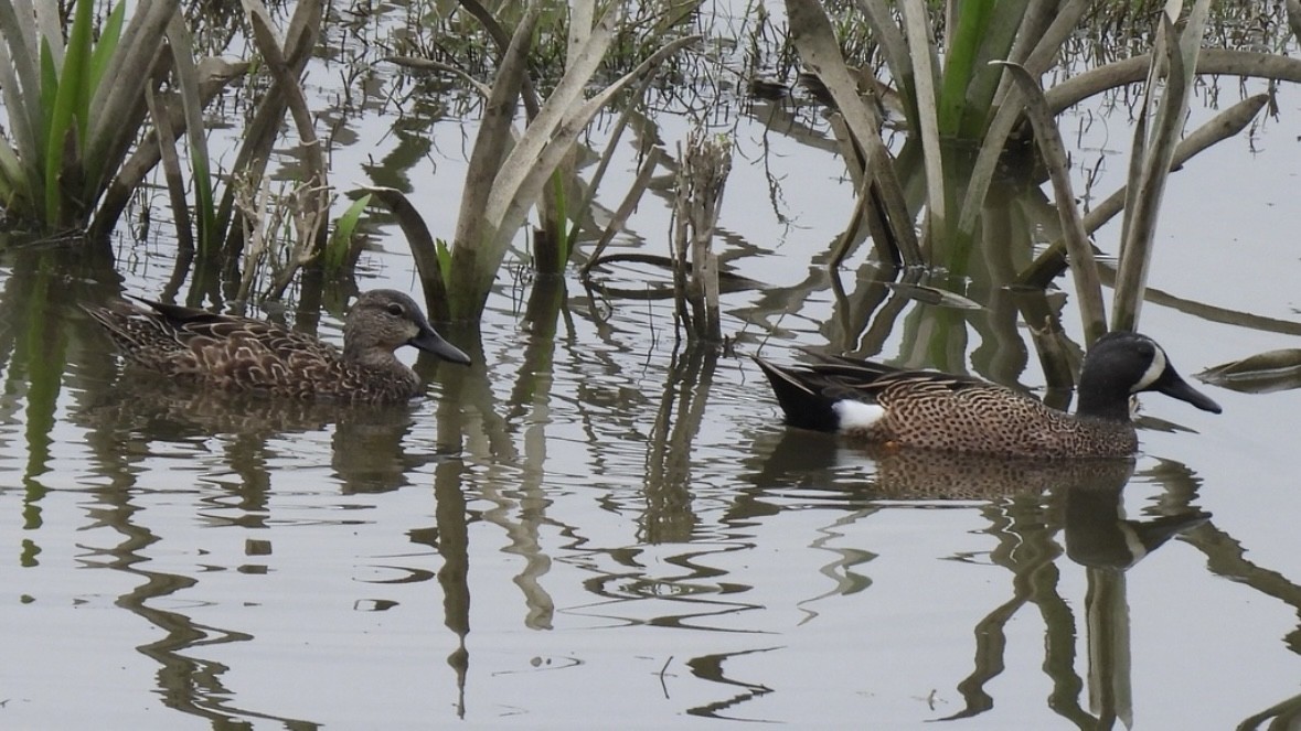 Blue-winged Teal - ML645298001
