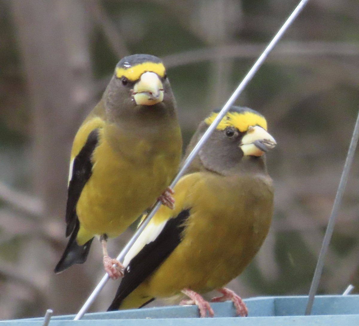 Mokolodi bekainoria - ML645298002