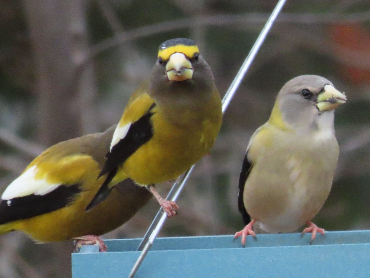 Mokolodi bekainoria - ML645298003