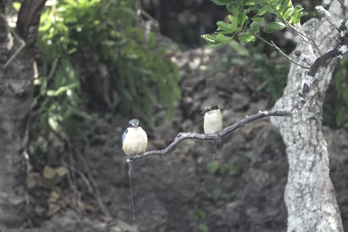 Sacred Kingfisher (Loyalty Is.) - ML645298004