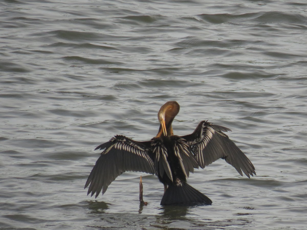Oriental Darter - ML645298006