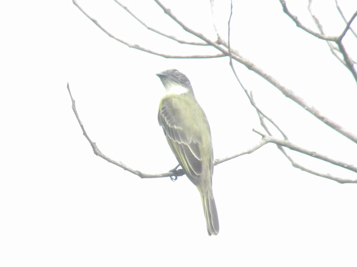 Sosyal Tiran - ML645298008