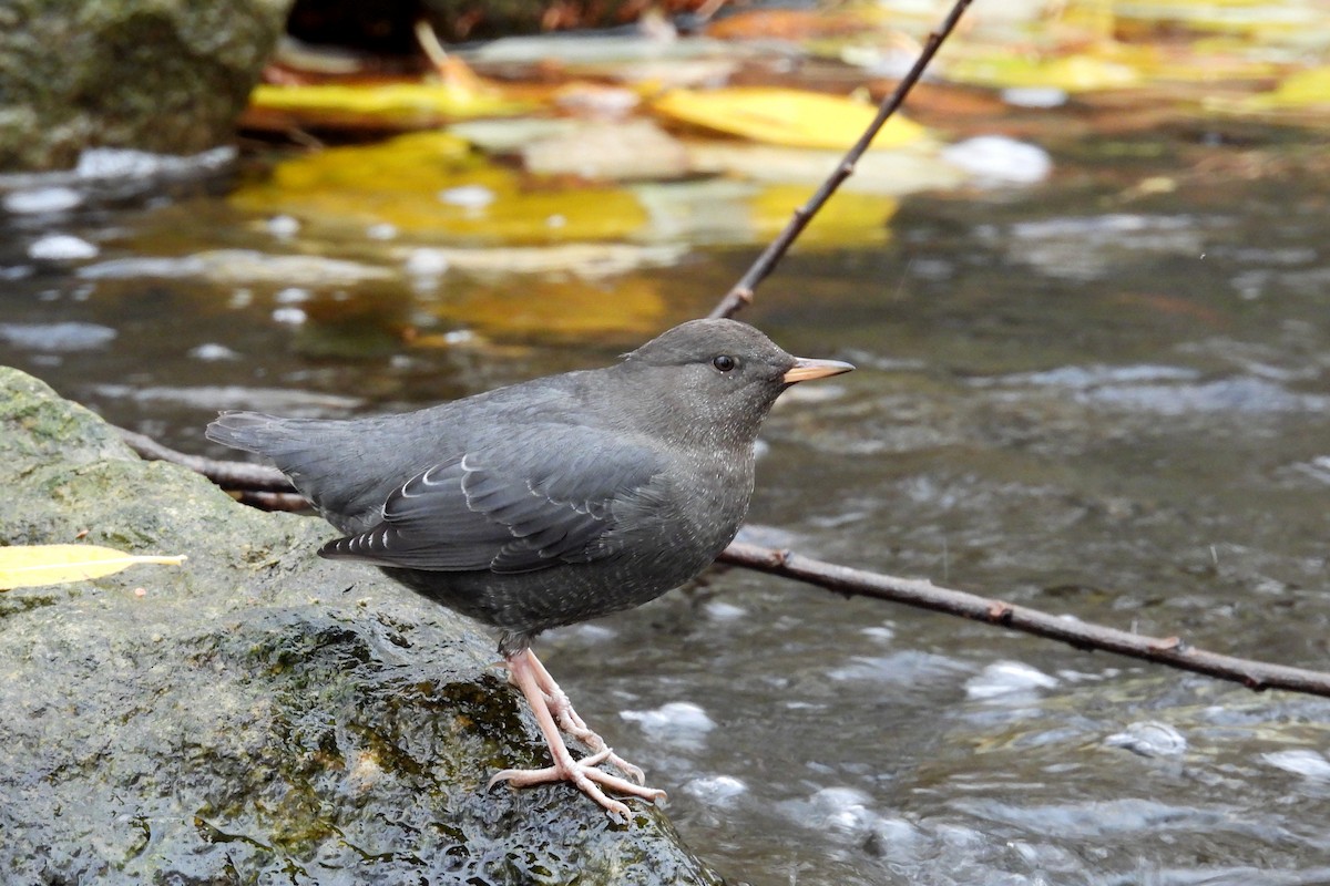 Ur-zozo iparramerikarra - ML645298009