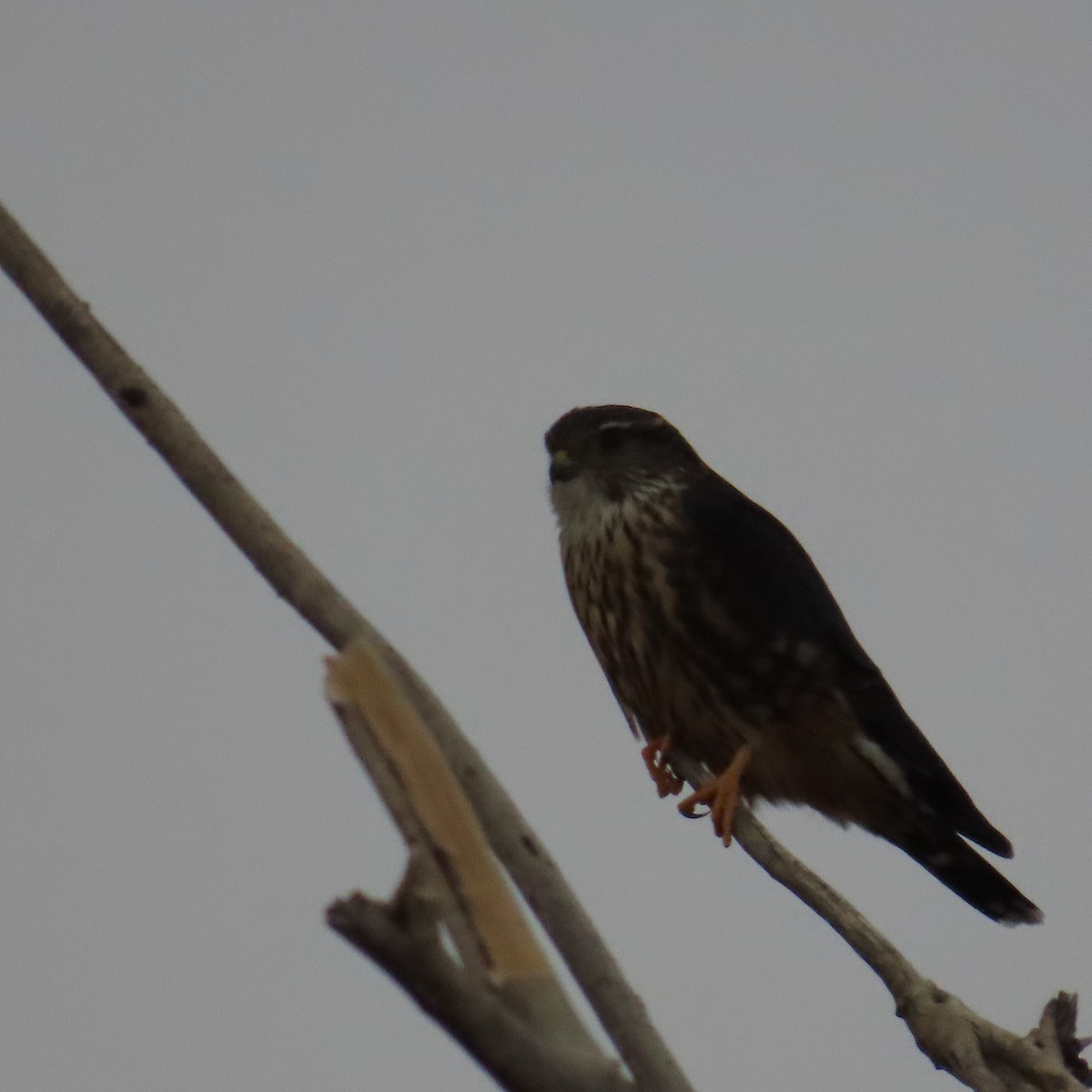 Belatz txikia - ML645298013