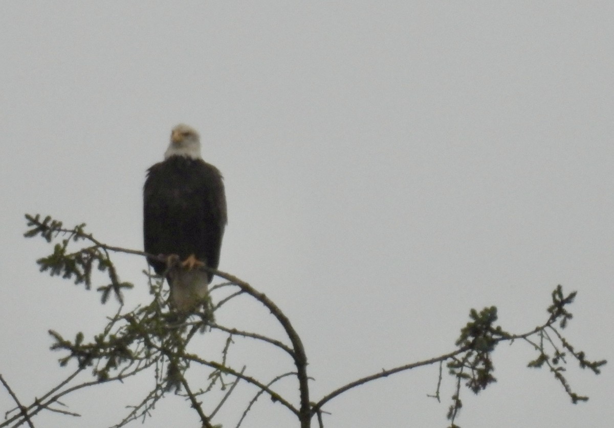 Bald Eagle - ML645298040