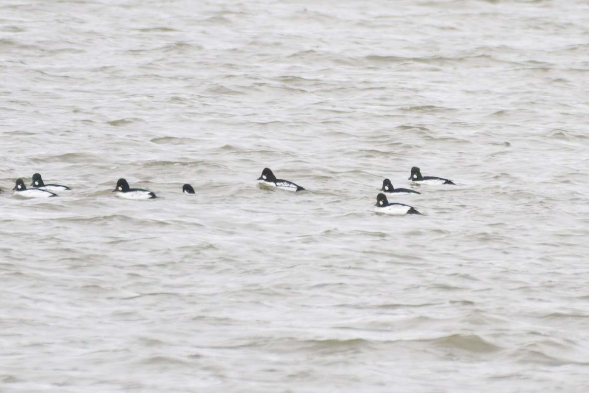 Common x Barrow's Goldeneye (hybrid) - ML645298041