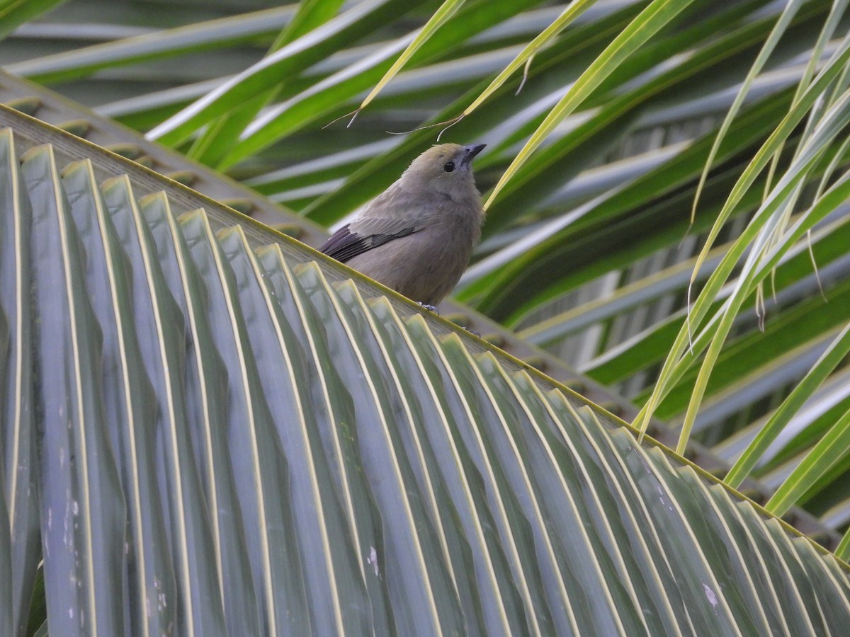 Tangara des palmiers - ML645298060