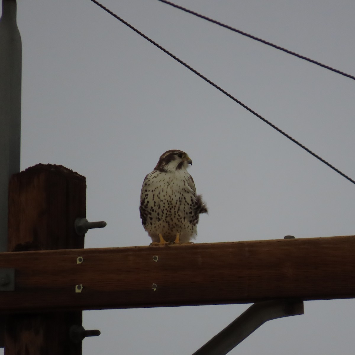 Prairie Falcon - ML645298065