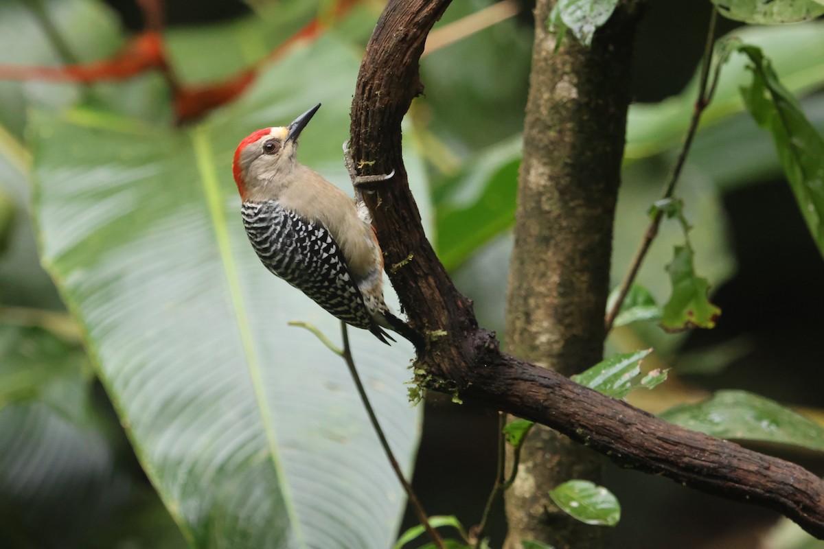 Red-crowned Woodpecker - ML645298066