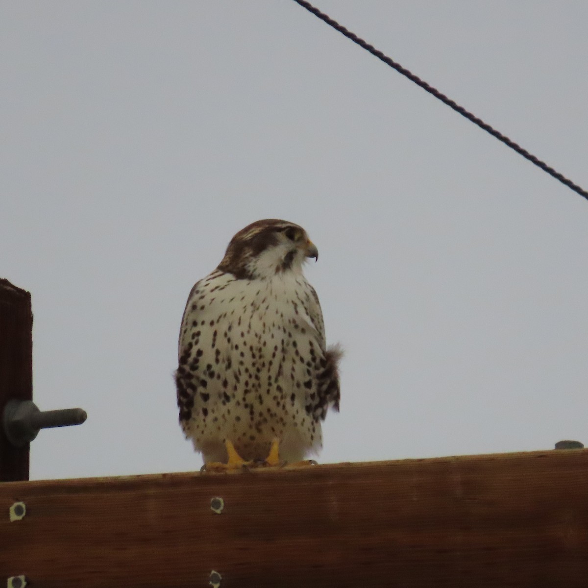 Prairie Falcon - ML645298071