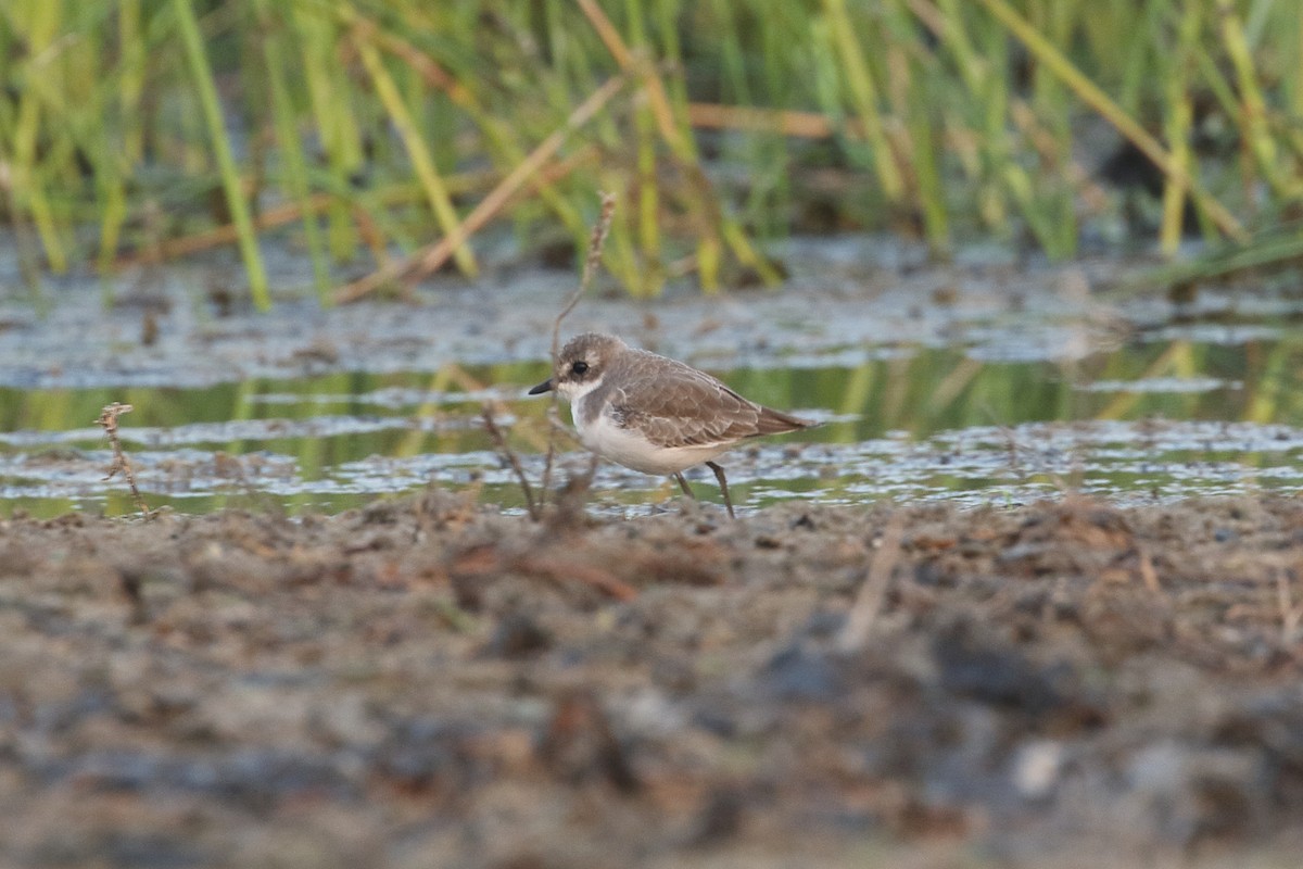 Tibetan Sand-Plover - ML645298072