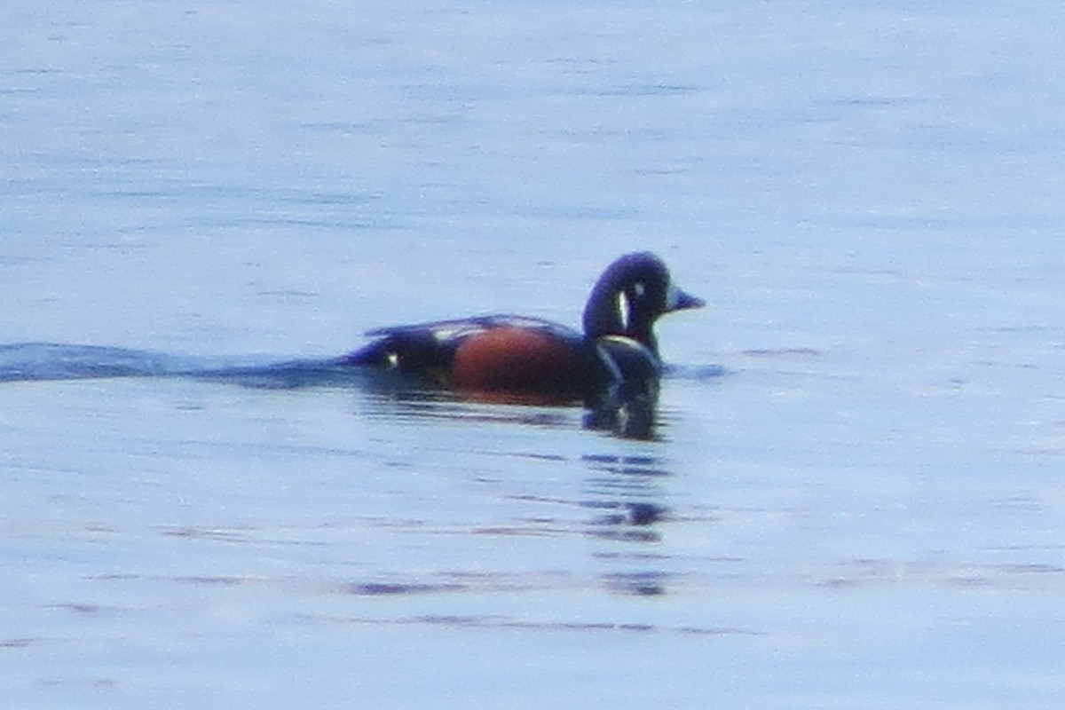 Harlequin Duck - ML645298075