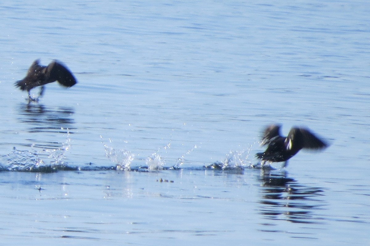 Harlequin Duck - ML645298076