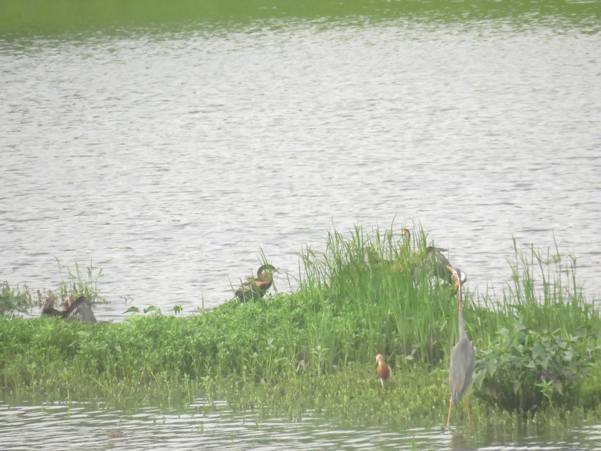 Чапля руда - ML645298081