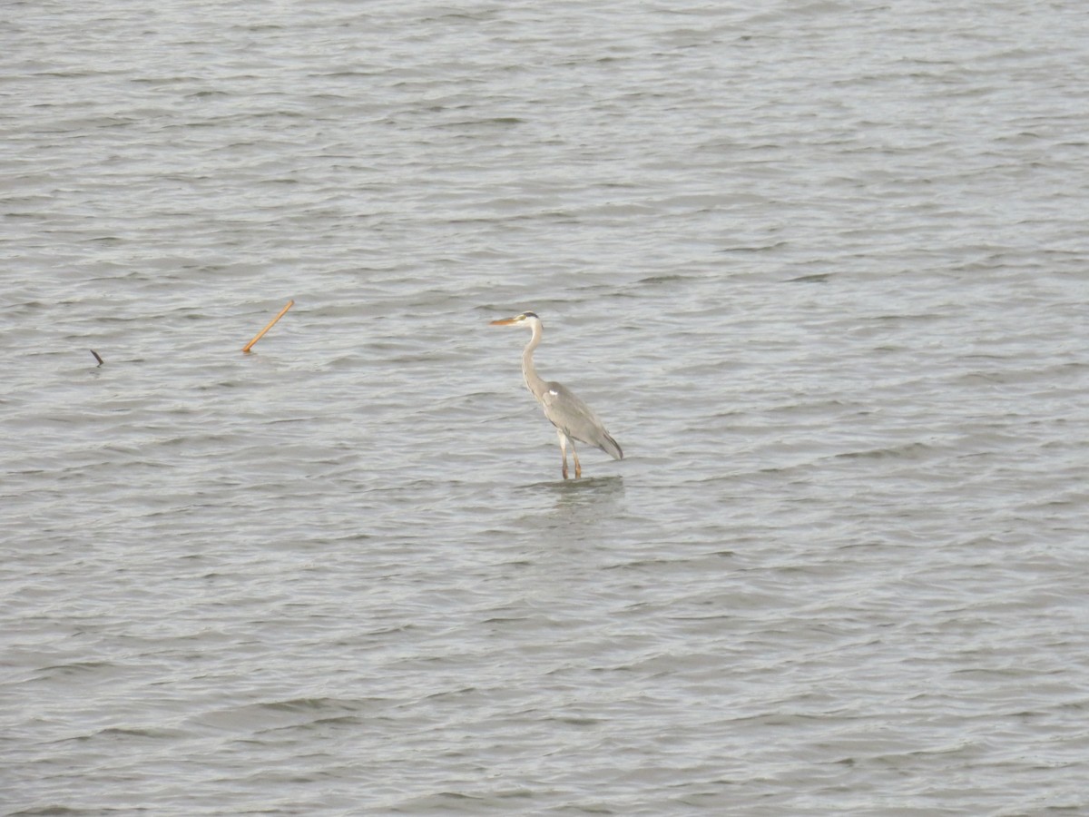 Чапля сіра - ML645298086