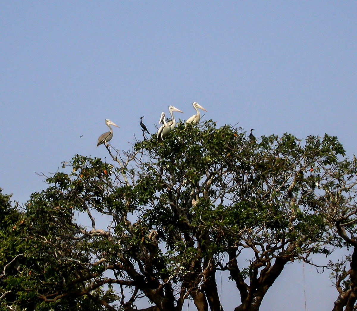 Spot-billed Pelican - ML645298087
