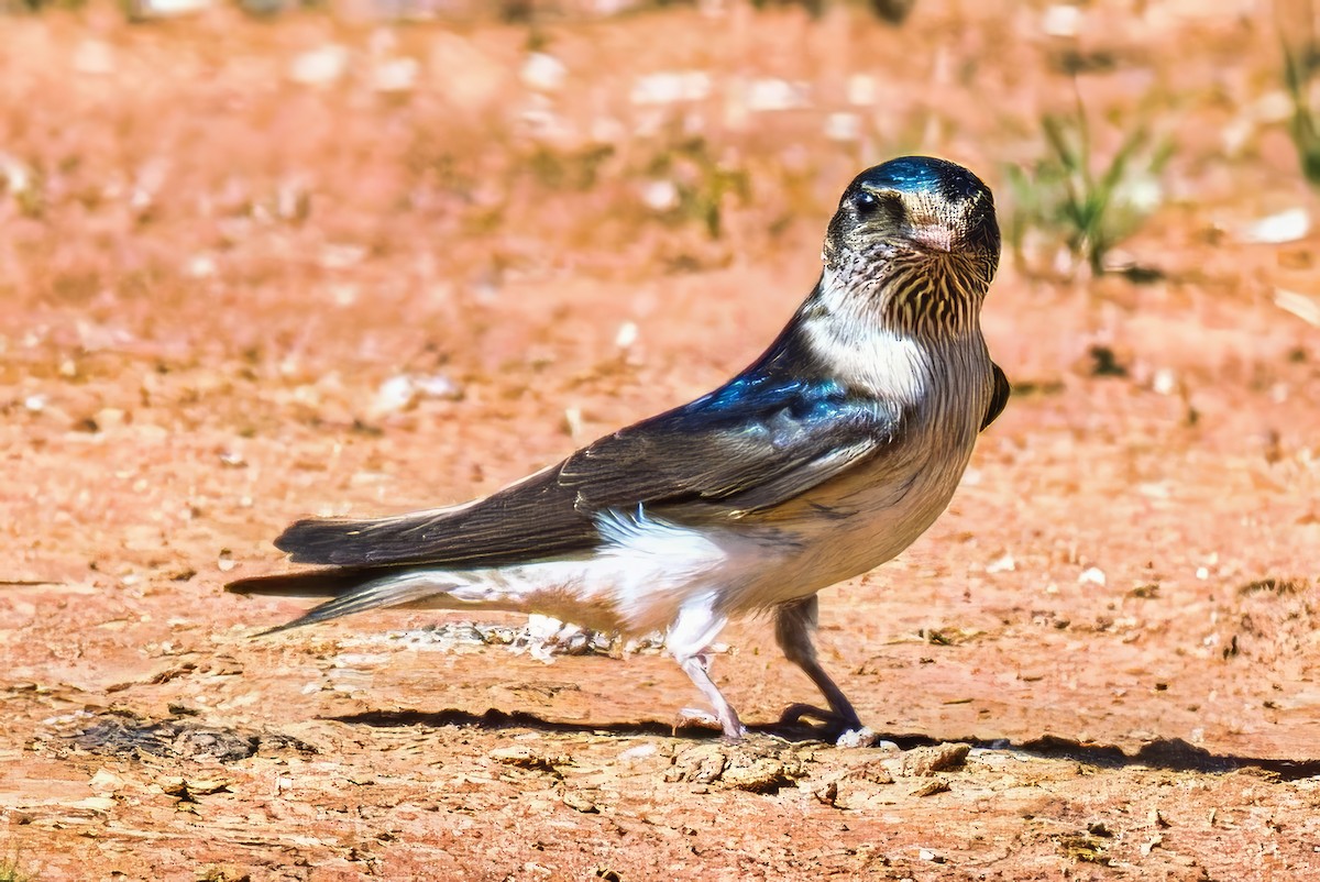 Ясківка лісова - ML645298090