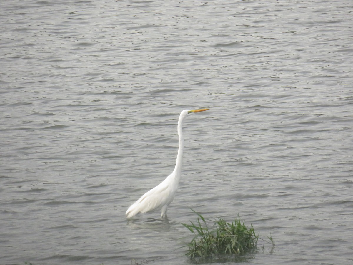 Чепура велика (підвид modesta) - ML645298096