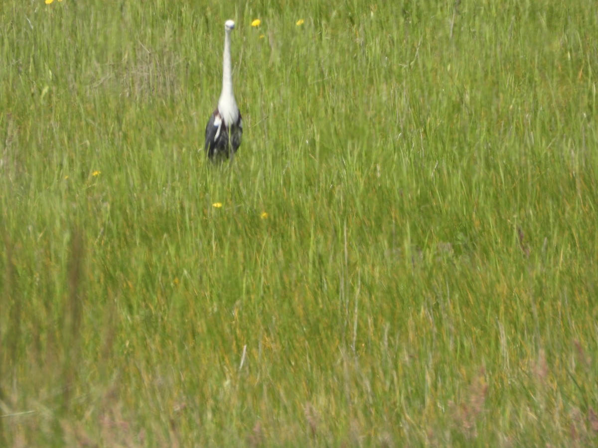 Чапля білошия - ML645298098