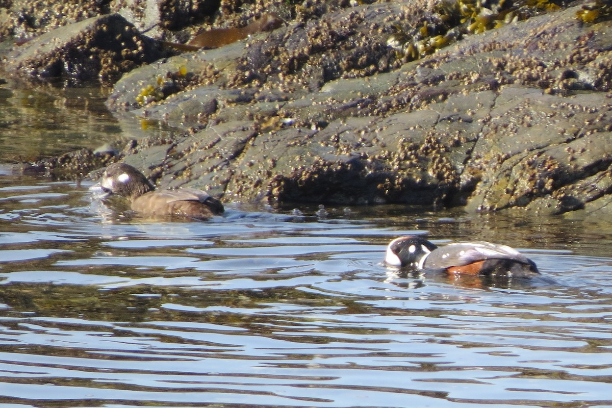 Harlequin Duck - ML645298099