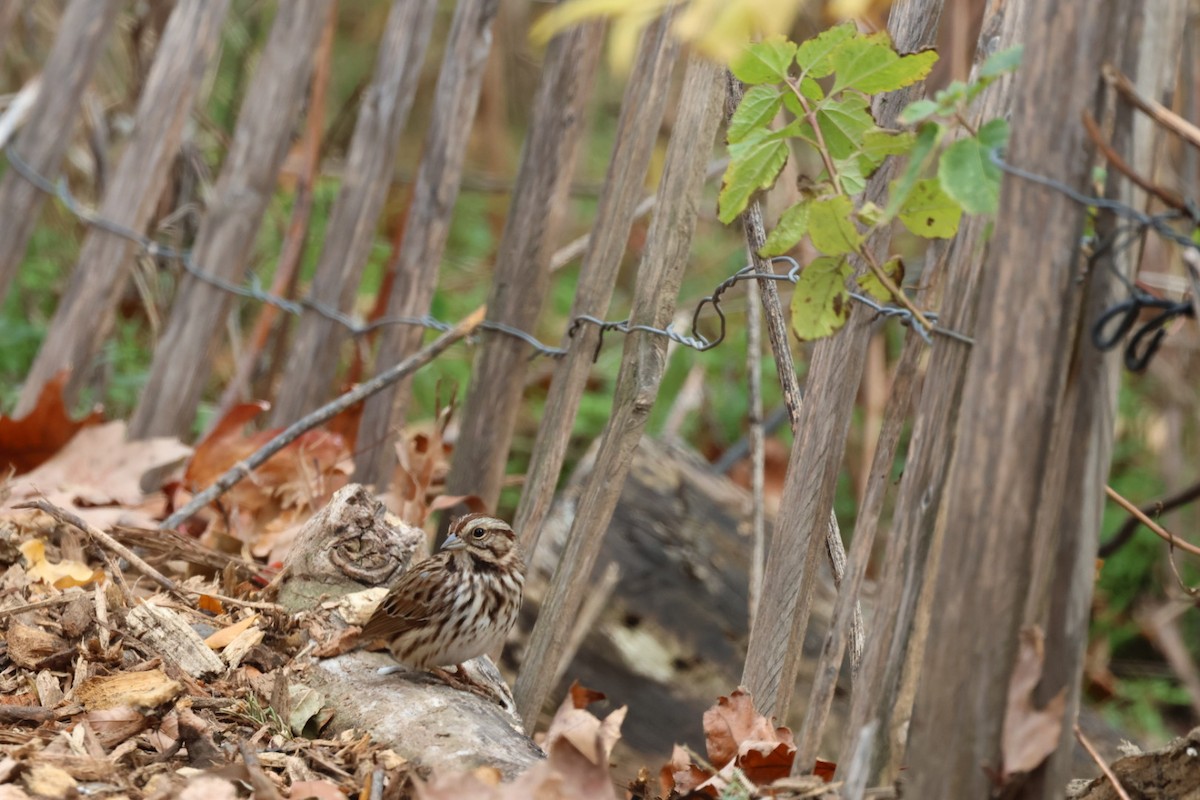ウタスズメ - ML645298100