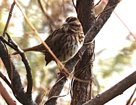 Пасовка співоча - ML645298101