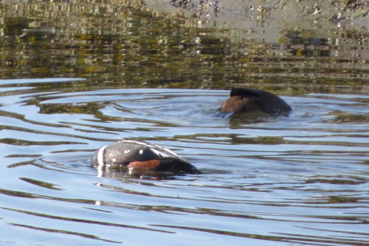 Каменярка - ML645298102