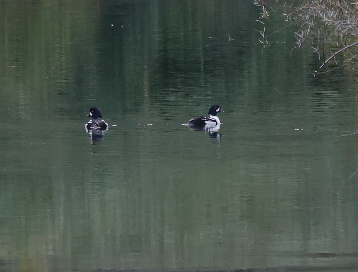 Гоголь ісландський - ML645298103