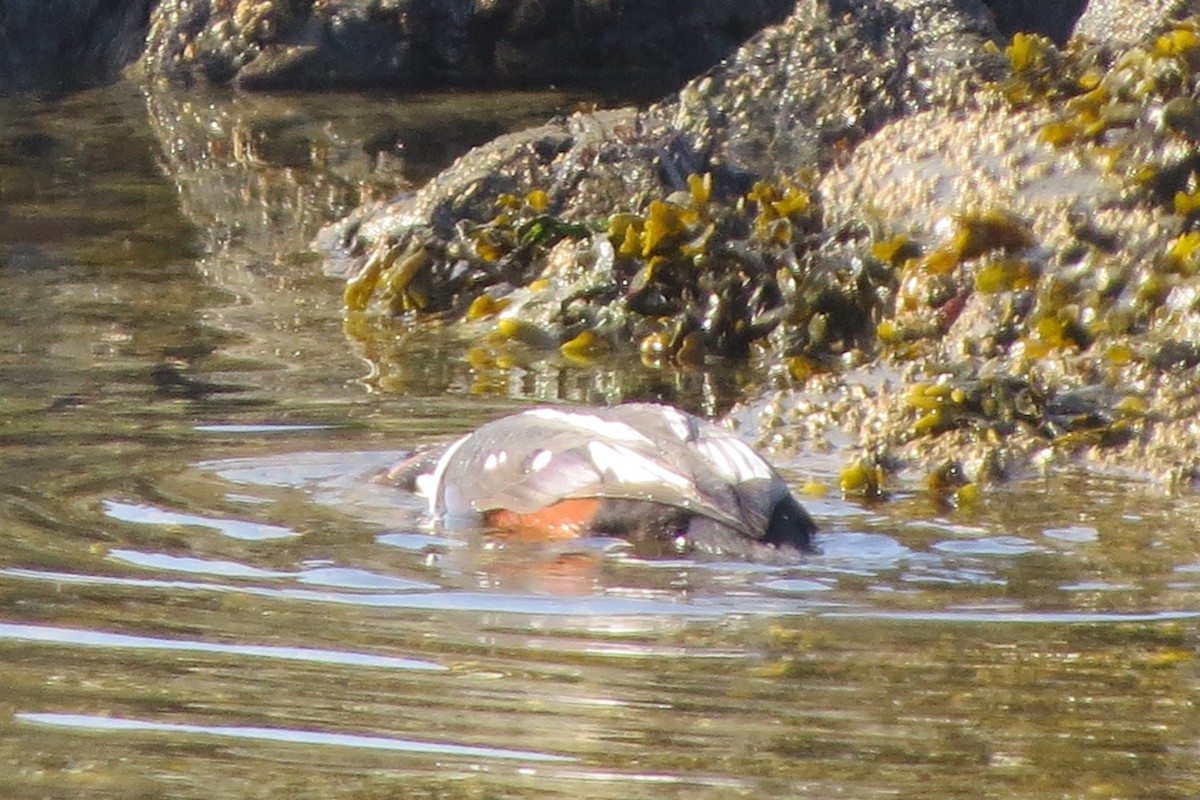 Каменярка - ML645298104