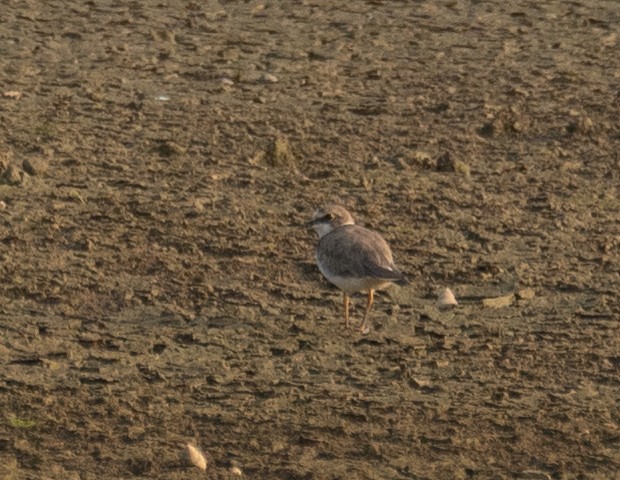 Пісочник малий - ML645298105