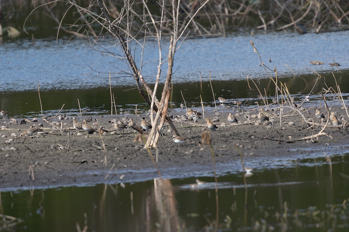 Баранець американський - ML645298106