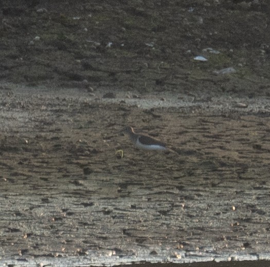 Набережник палеарктичний - ML645298107