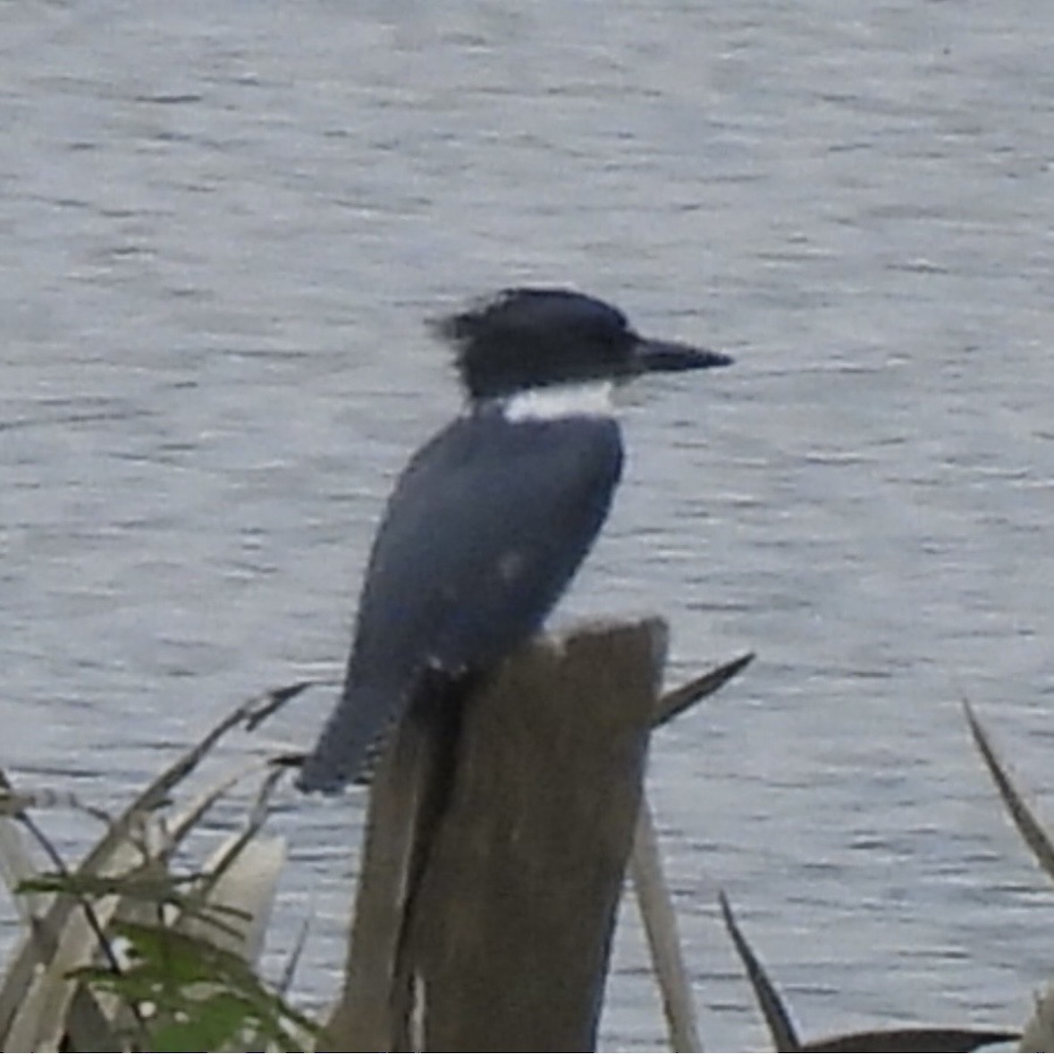 Рибалочка-чубань північний - ML645298108