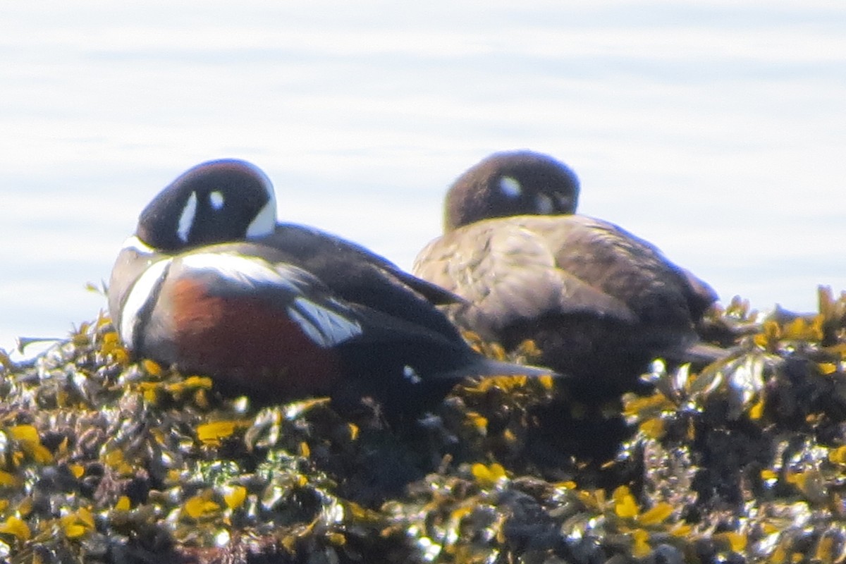 Каменярка - ML645298109