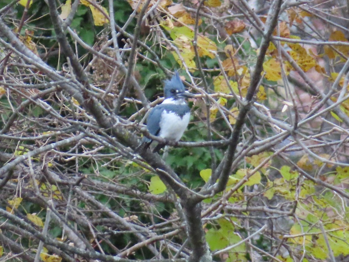 Рибалочка-чубань північний - ML645298110