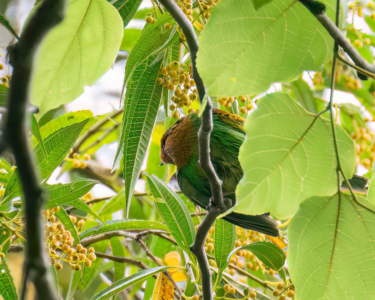 Танагра чорнолоба - ML645298111