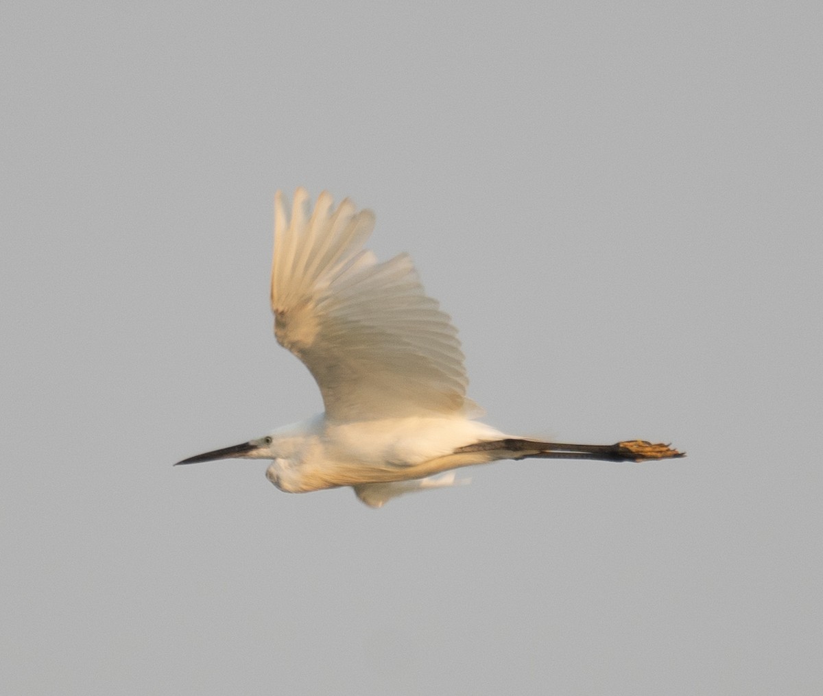 Чепура мала - ML645298112