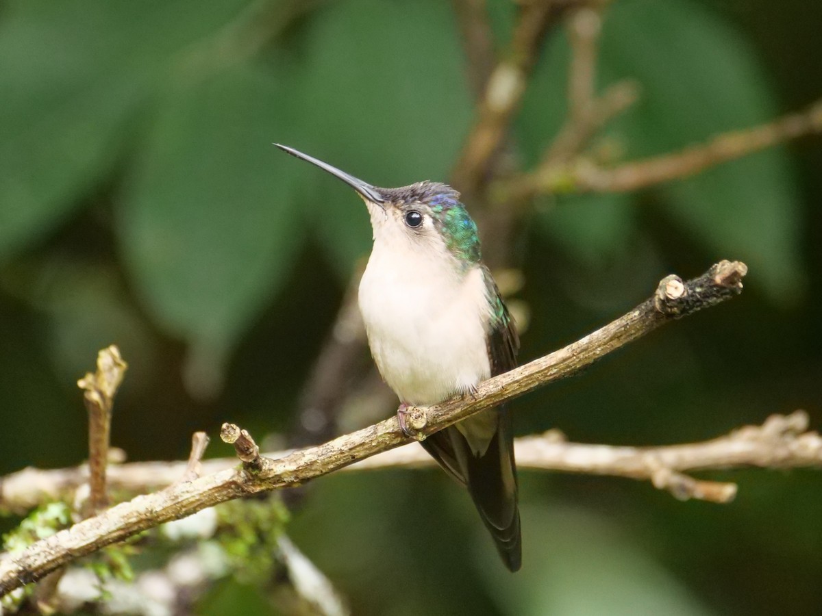 Колібрі-шаблекрил юкатанський - ML645298114