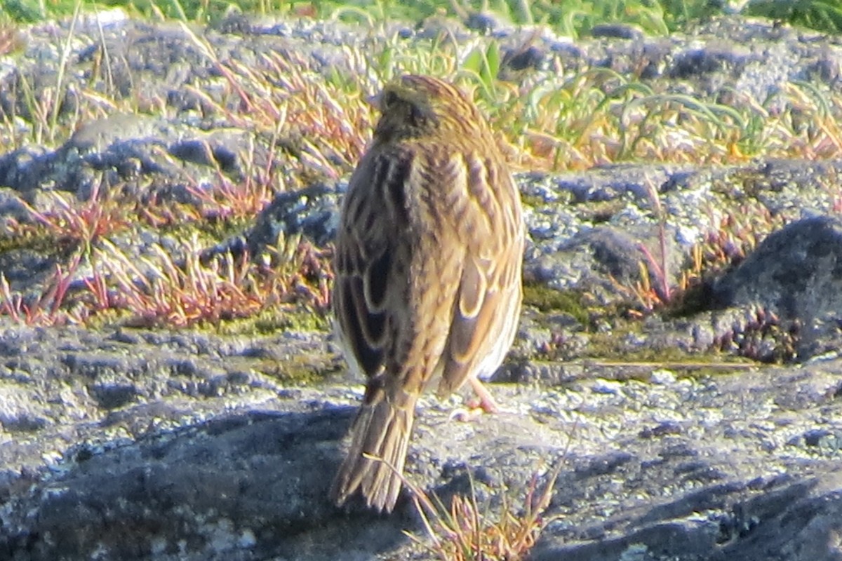 Пасовник савановий - ML645298115