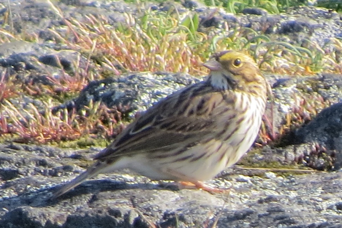 Пасовник савановий - ML645298116