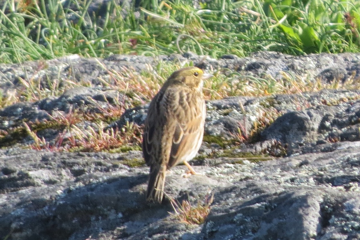 Пасовник савановий - ML645298117