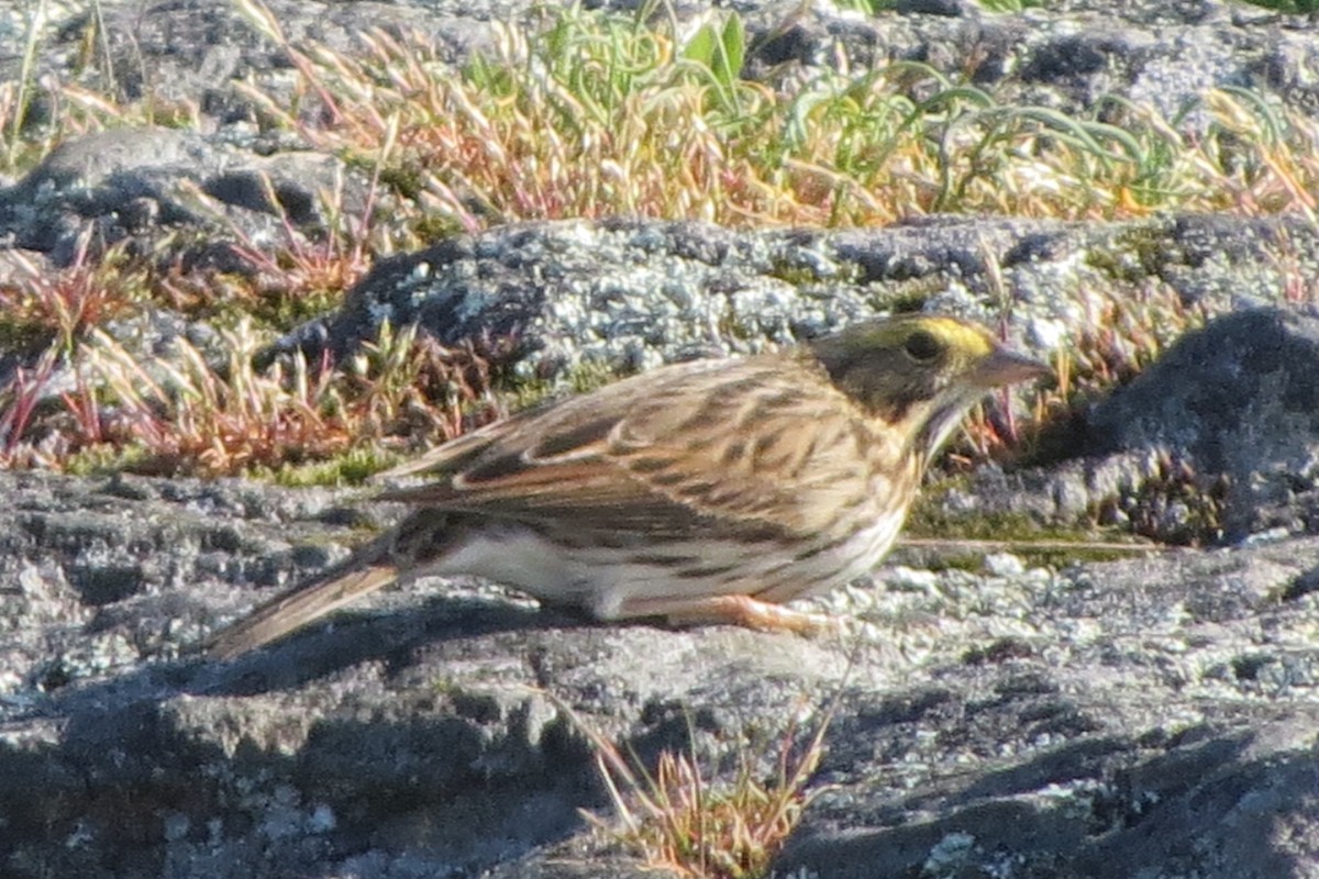 Пасовник савановий - ML645298118