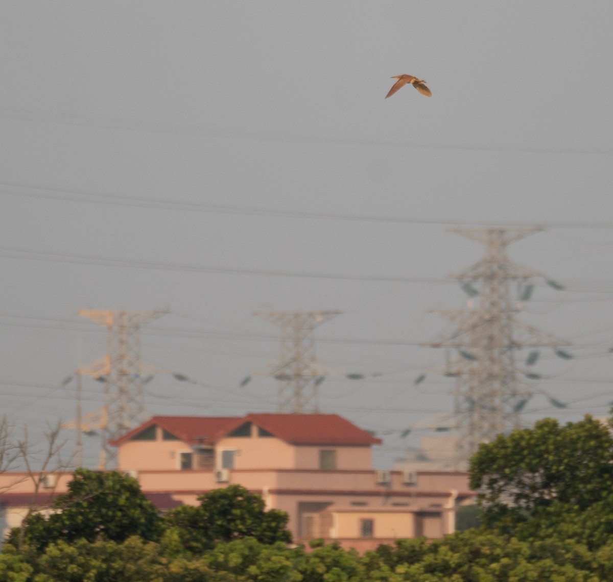 Бугайчик рудий - ML645298121