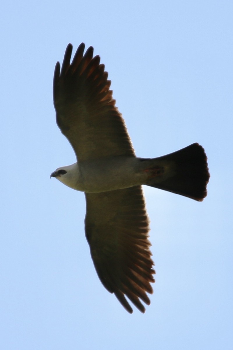 Шуліка світлоголовий - ML645298123