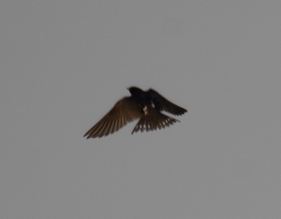 Ластівка сільська - ML645298124